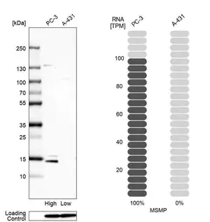 Merck Anti-MSMP antibody produced in rabbit