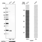Merck Anti-MSMP antibody produced in rabbit