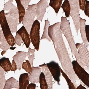 Merck Anti-TPM3 antibody produced in rabbit