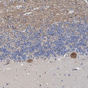 Merck Anti-MDGA1 antibody produced in rabbit