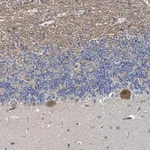 Merck Anti-MDGA1 antibody produced in rabbit