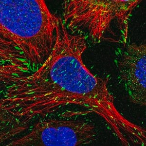 Merck Anti-PXN antibody produced in rabbit