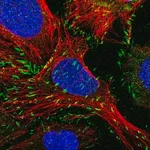 Merck Anti-PXN antibody produced in rabbit