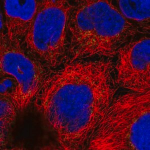 Merck Anti-ARFRP1 antibody produced in rabbit