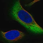 Merck Anti-ZNF721 antibody produced in rabbit