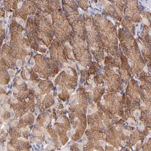 Merck ANTI-EIF3L antibody produced in rabbit