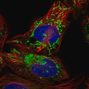 Merck Anti-PPM1K antibody produced in rabbit
