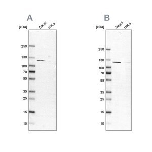 Merck Anti-LEMD3 antibody produced in rabbit