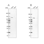 Merck Anti-LEMD3 antibody produced in rabbit