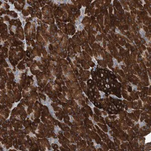 Merck Anti-YRDC antibody produced in rabbit