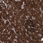 Merck Anti-YRDC antibody produced in rabbit