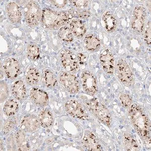 Merck Anti-TRIM47 antibody produced in rabbit