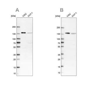 Merck Anti-PRPF40A antibody produced in rabbit