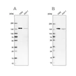 Merck Anti-PRPF40A antibody produced in rabbit