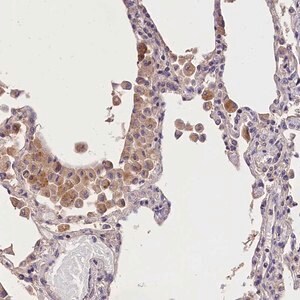 Merck Anti-OAS3 antibody produced in rabbit