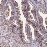 Merck Anti-C6 antibody produced in rabbit