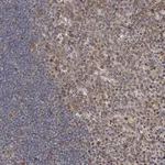 Merck Anti-C7ORF26 antibody produced in rabbit