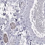 Merck Anti-MPZ antibody produced in rabbit