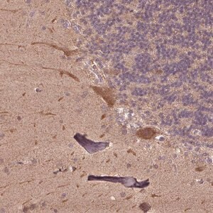 Merck Anti-CUTA antibody produced in rabbit