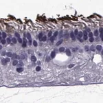 Merck Anti-PDE6H antibody produced in rabbit