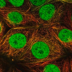 Merck Anti-ESRRA antibody produced in rabbit