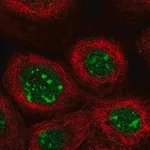 Merck Anti-GPATCH4 antibody produced in rabbit