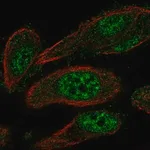 Merck Anti-TEAD2 antibody produced in rabbit