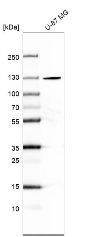 Merck Anti-SEC24A antibody produced in rabbit