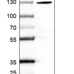 Merck Anti-SEC24A antibody produced in rabbit