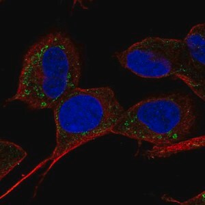 Merck Anti-SLC9B1 antibody produced in rabbit