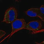 Merck Anti-SLC9B1 antibody produced in rabbit
