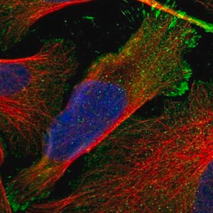 Merck Anti-RASAL2 antibody produced in rabbit