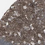 Merck Anti-EPS15 antibody produced in rabbit