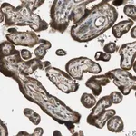 Merck Anti-PTPN23 antibody produced in rabbit