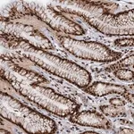 Merck Anti-WBP4 antibody produced in rabbit