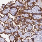 Merck Anti-C2orf72 antibody produced in rabbit