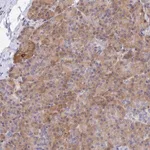 Merck Anti-SPATA5L1 antibody produced in rabbit