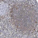 Merck Anti-SERPINB9 antibody produced in rabbit