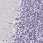 Merck Anti-PHRF1 antibody produced in rabbit
