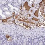 Merck Anti-FGA antibody produced in rabbit