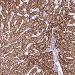 Merck Anti-DUXA antibody produced in rabbit