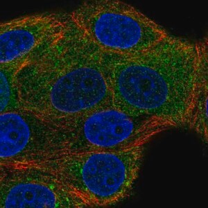 Merck Anti-NSF antibody produced in rabbit