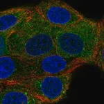 Merck Anti-NSF antibody produced in rabbit