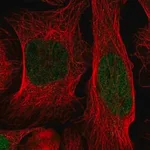 Merck Anti-ID1 antibody produced in rabbit