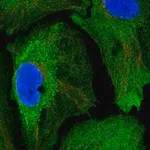 Merck Anti-SSFA2 antibody produced in rabbit