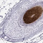 Merck Anti-KRTAP2-4 antibody produced in rabbit