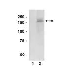 Merck Anti-phospho-nNOS/NOS I (Ser1417) Antibody