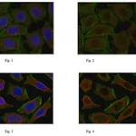 Merck Anti-NF-E2-related factor 2 Antibody