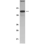 Merck Anti-AIF (Apoptosis Inducing Factor) Antibody