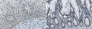 Merck Anti-REST Antibody, clone 2D9.1